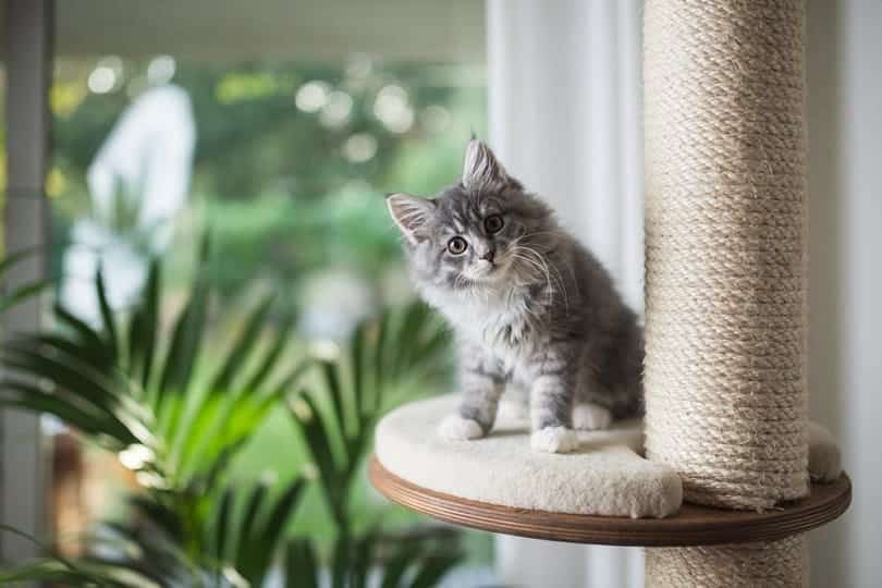 tabby maine coon kitten standing on cat furniture platform_Nils Jacobi_shutterstock