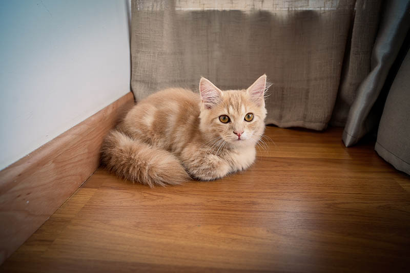 tabby munchkin cat