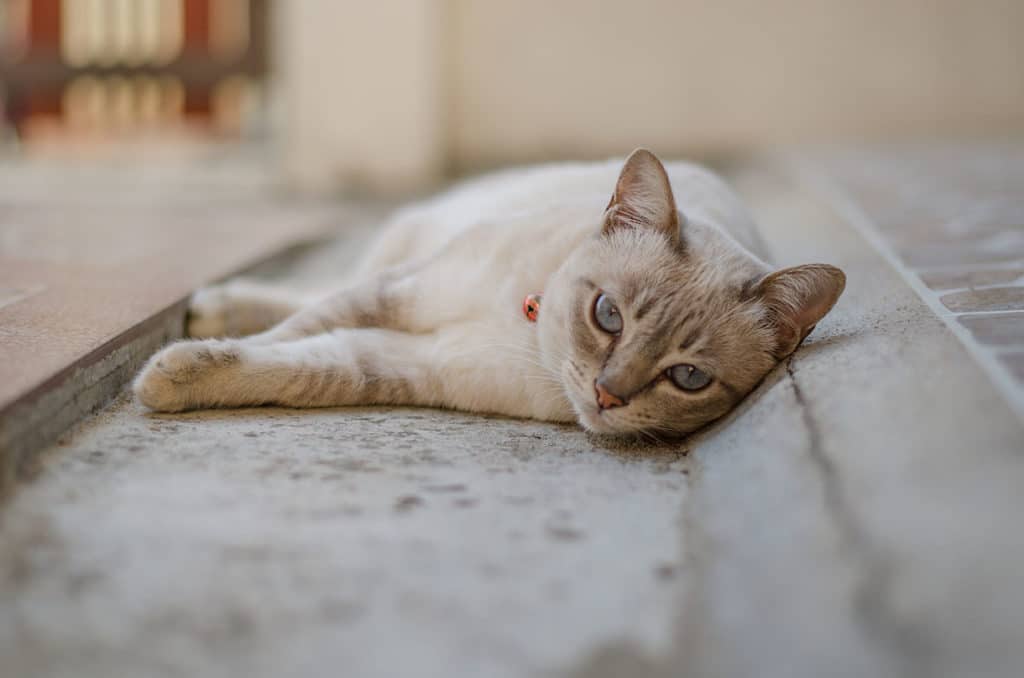 tabby point siamese cat laying down