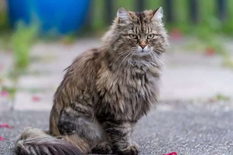 tabby ragamuffin cat