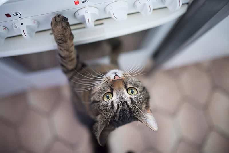 tabby shorthair cat reaching for buttons on the oven