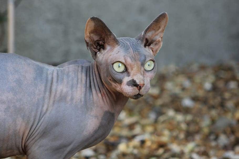 tabby sphynx