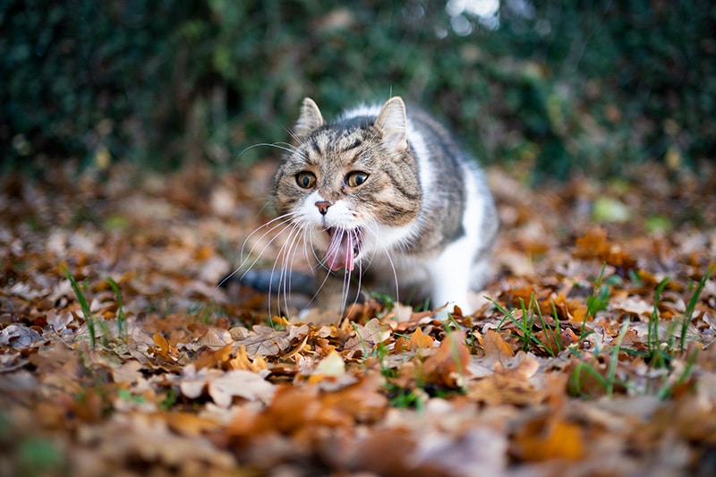 tabby white british shorthair cat gagging outdoors