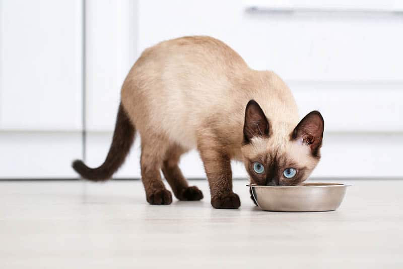 thai cat eating from bowl
