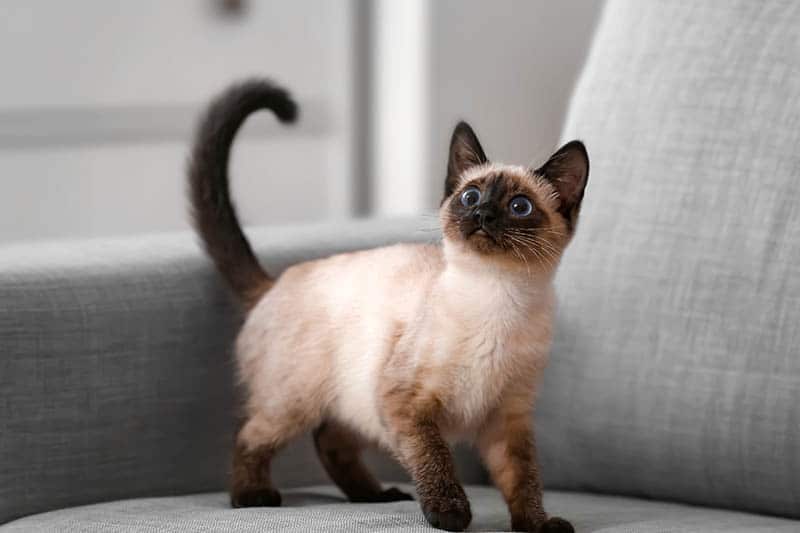 thai cat standing on the couch