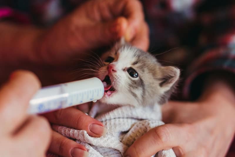 the little kitten is fed with milk from a syringe