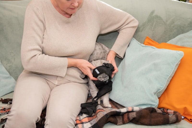 the owner puts on a leash with a harness on a kitten