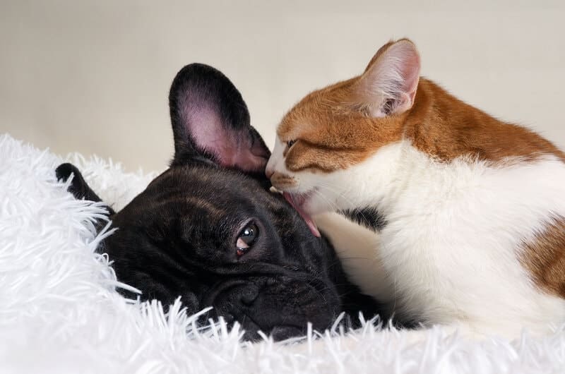 Cat affectionately licks the dog