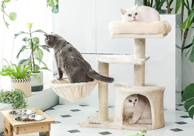 three cats on cat tree