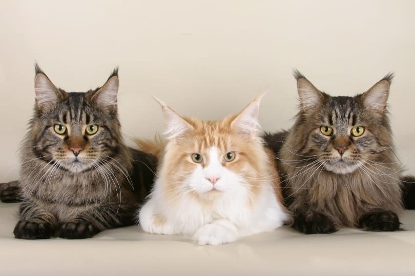 three tabby maine coon cats