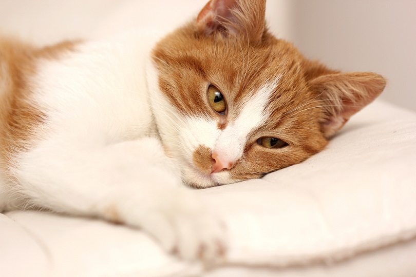 tired sick cat_natata_shutterstock