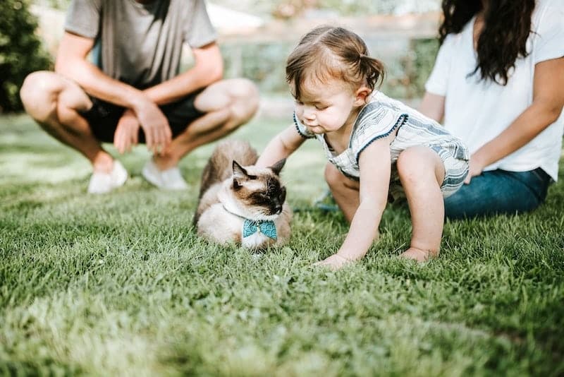 toddler playing with cat on grass
