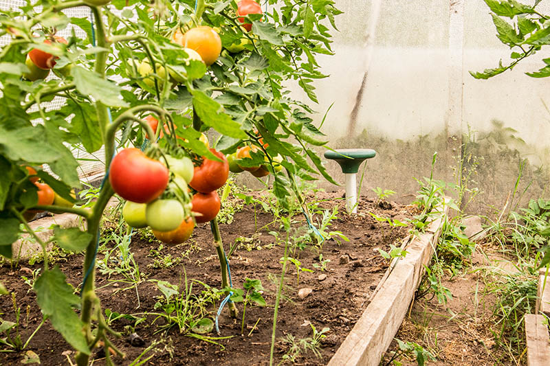 tomato plant bed with repellent