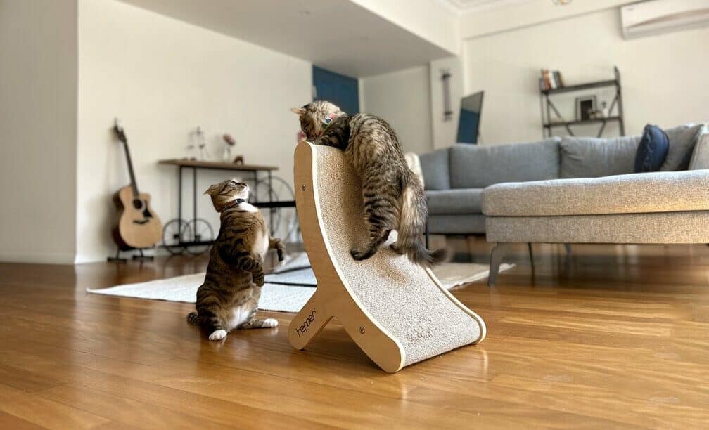 tony and cheetah playful kittens on the hepper hi-lo cat scratcher