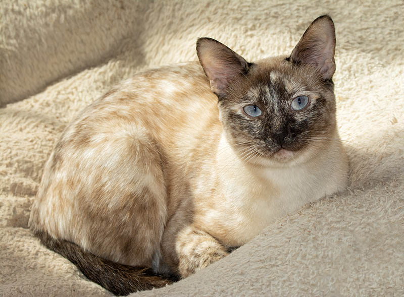 tortie point Siamese cat in bed