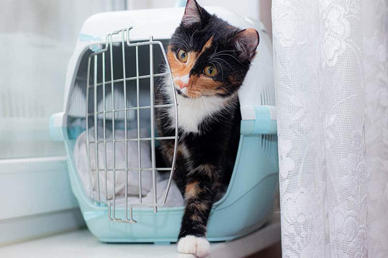 tortoiseshell cat stepping out of the carrier