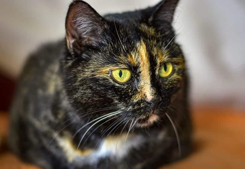 tortoiseshell cat