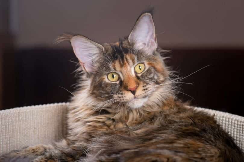 tortoiseshell maine coon