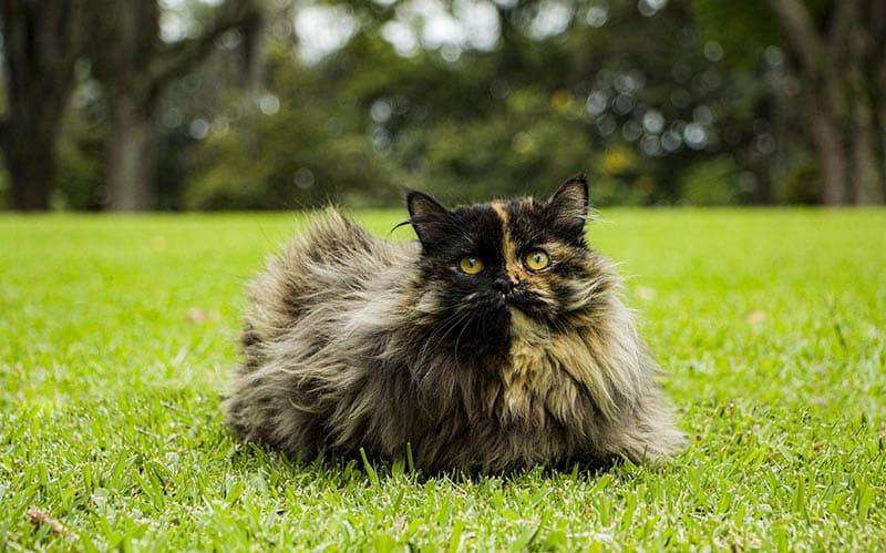 tortoiseshell persian cat on the grass