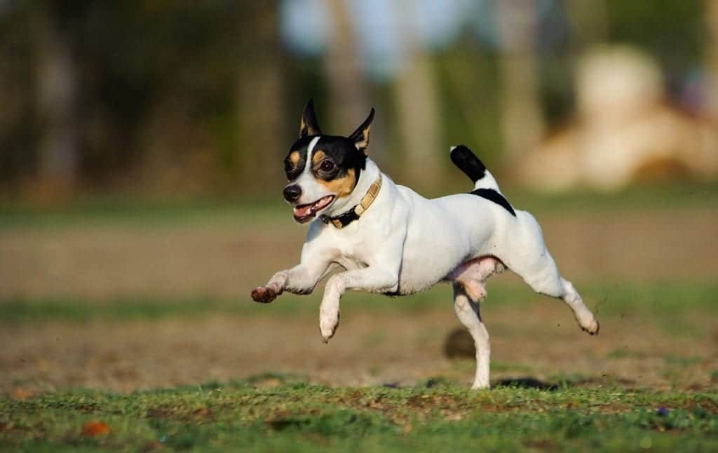 toy fox terrier running