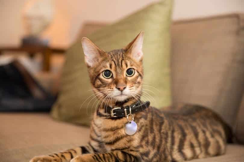 toyger kitten with one of the best cat collars