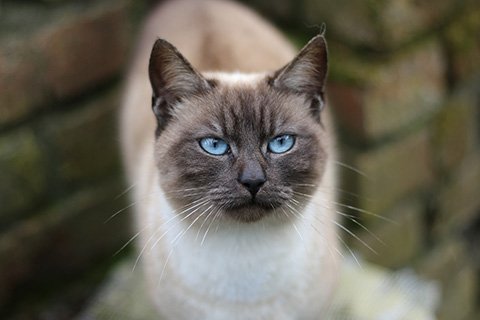 traditional applehead siamese