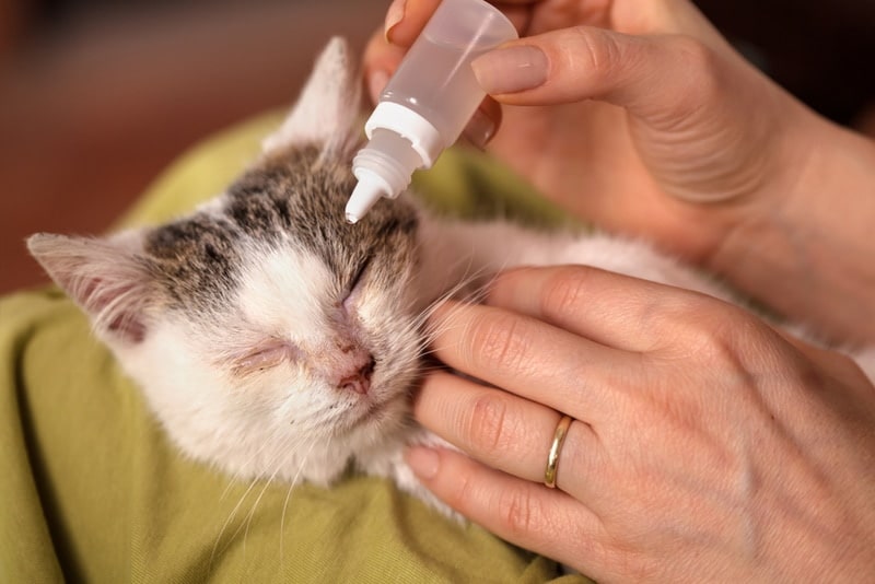 treating cat eyes with eyedrops