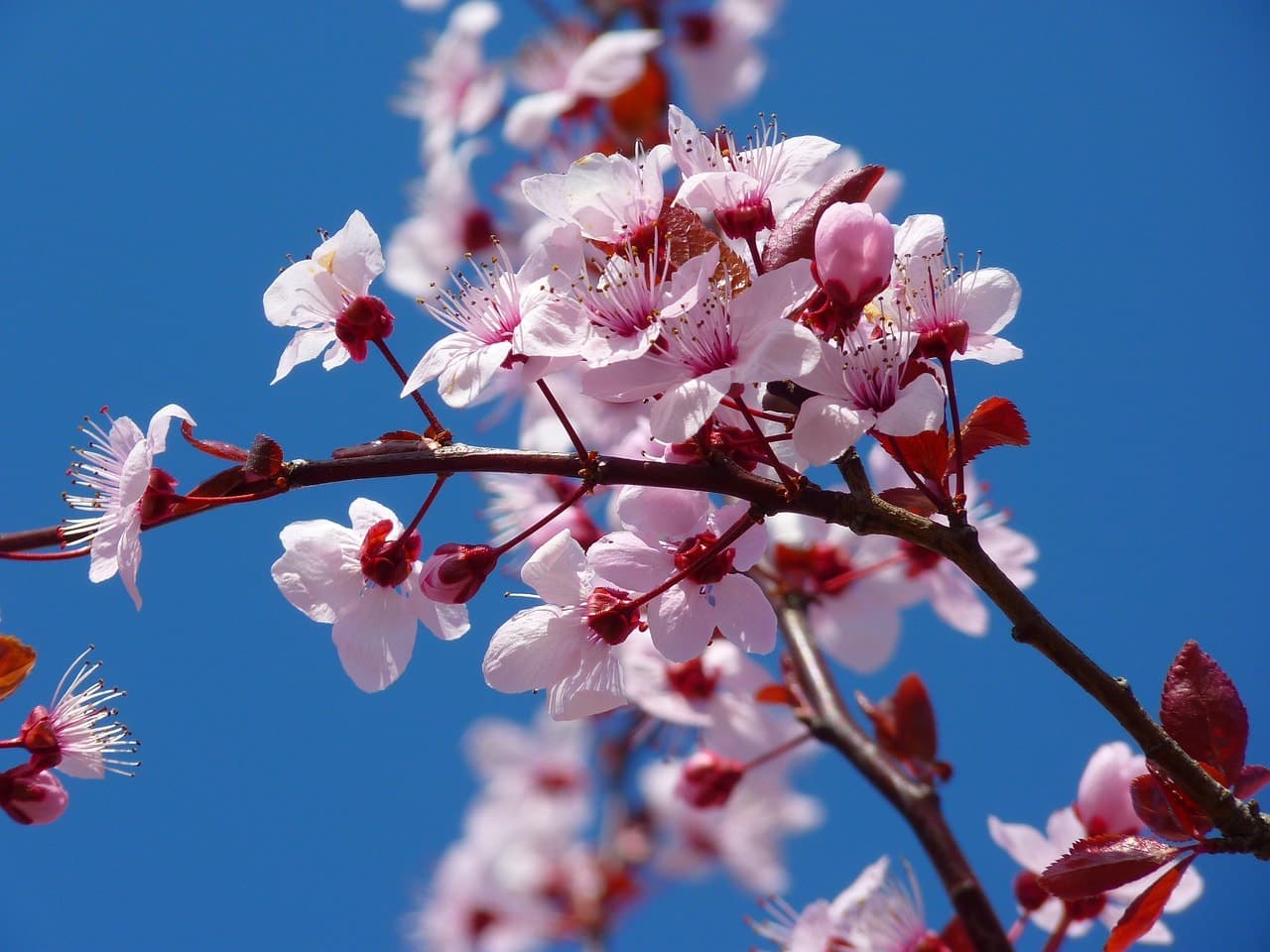 cherry tree