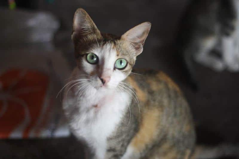tricolor javanese cat sitting