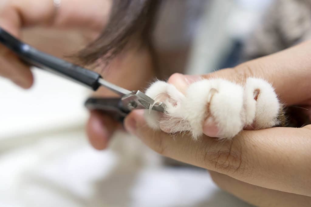 trimming nails of cat