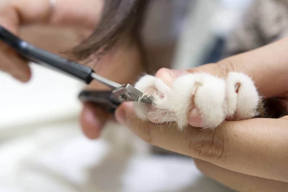 How to Trim Your Cat's Nails: Step-By-Step Tutorial
