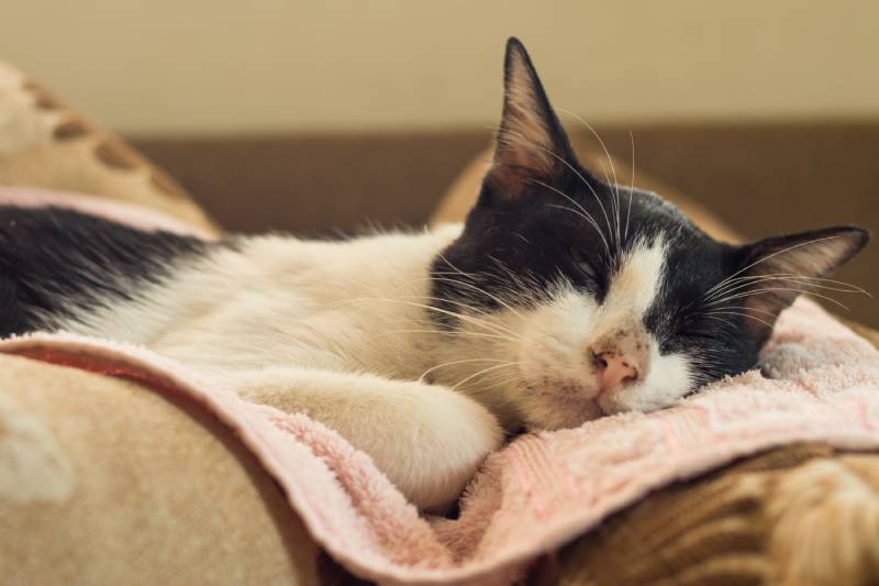 tuxedo cat that have sludgy face sleep on the pillow