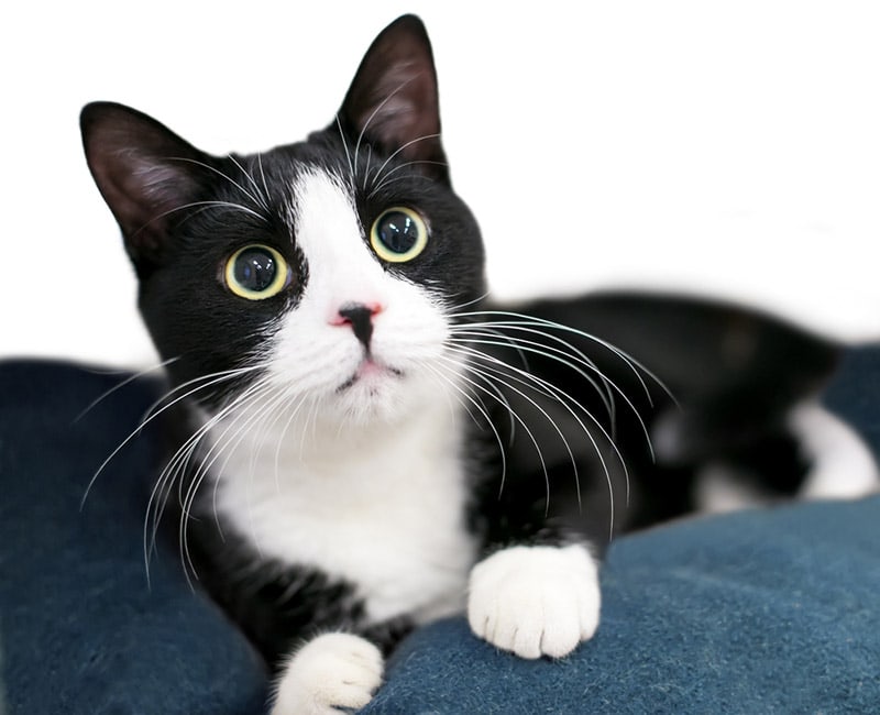 tuxedo domestic shorthair cat with large dilated pupils