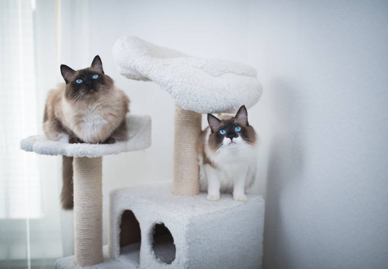 two Seal Bicolour Ragdoll Cats sitting on scratching post/cat tree looking up