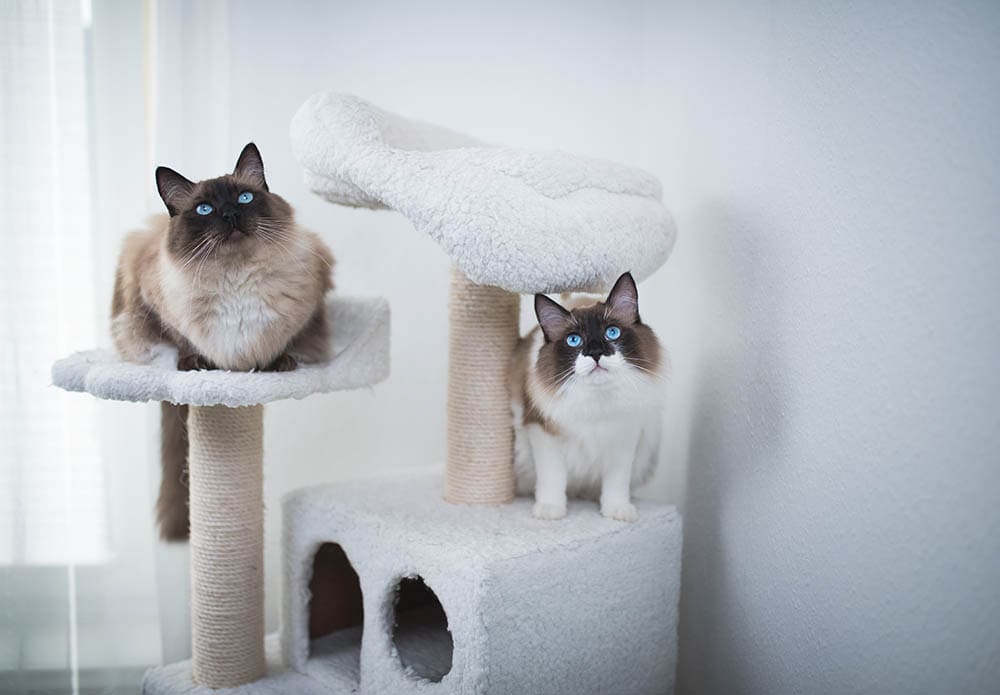 two bicolor Seal Ragdoll Cats on cat tree
