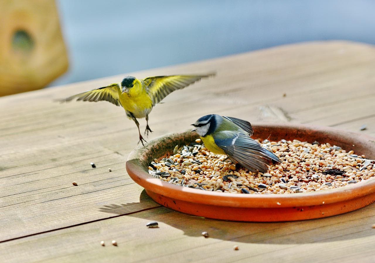 two birds eating birdseed