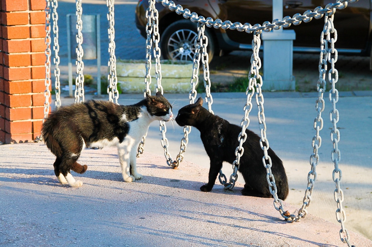 two black cats fighting