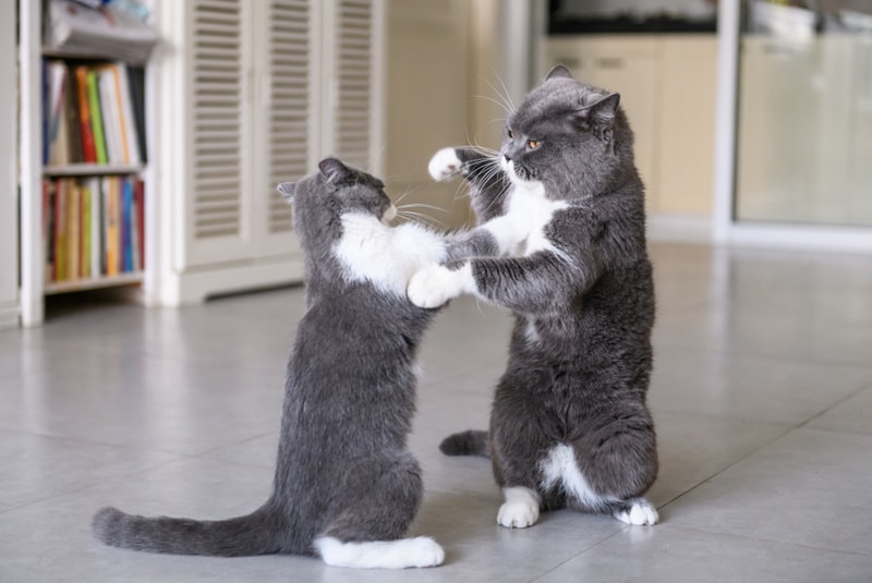 two british shorthair cat playing