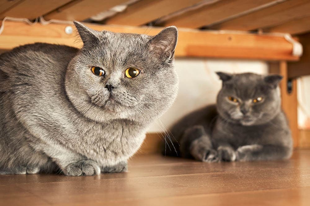 two-british-shorthair-cats-hiding-under-bed