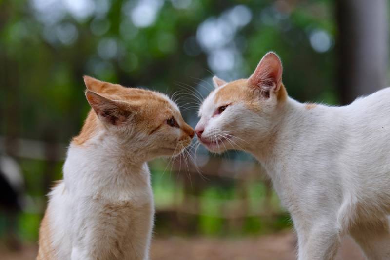 two cats bumping noses