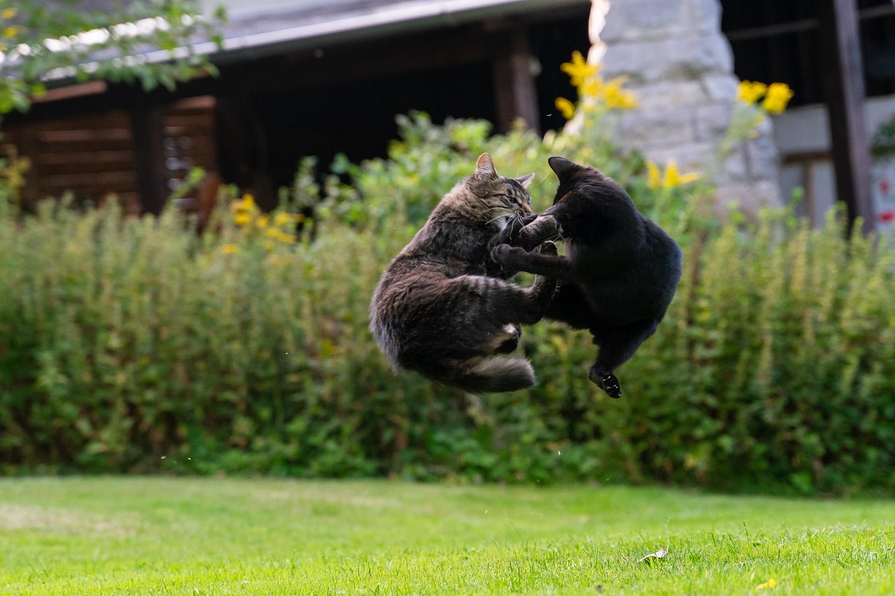 two cats fighting