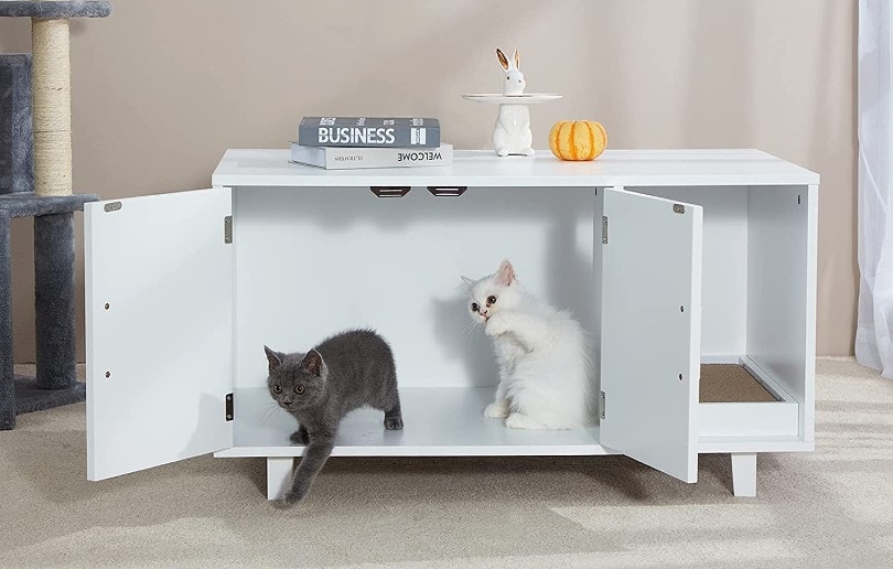 two cats in storage box