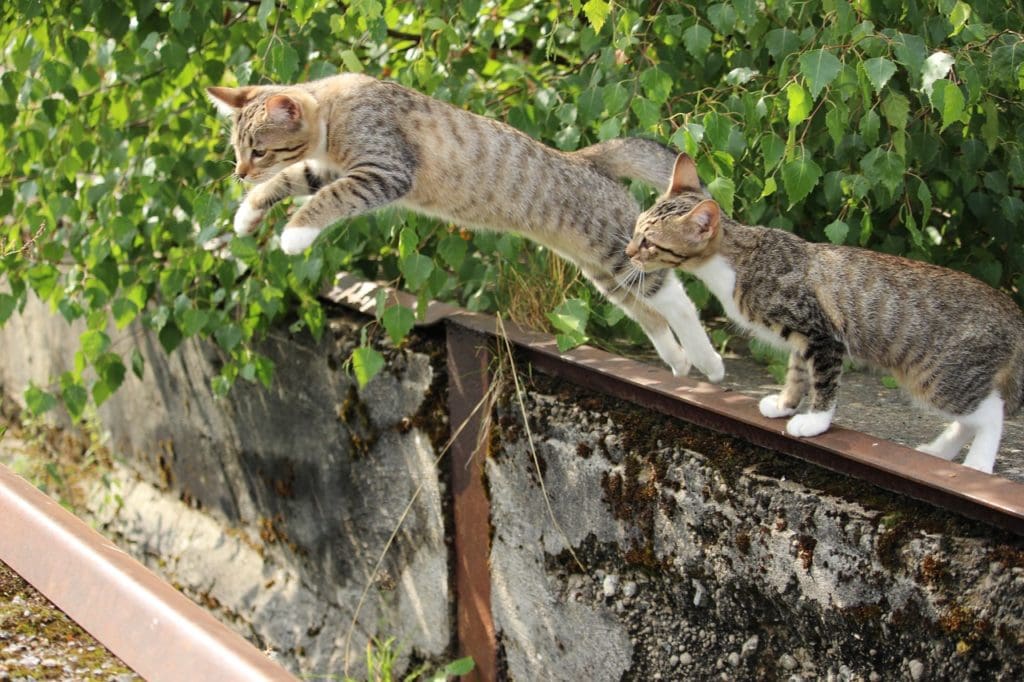 two cats jump
