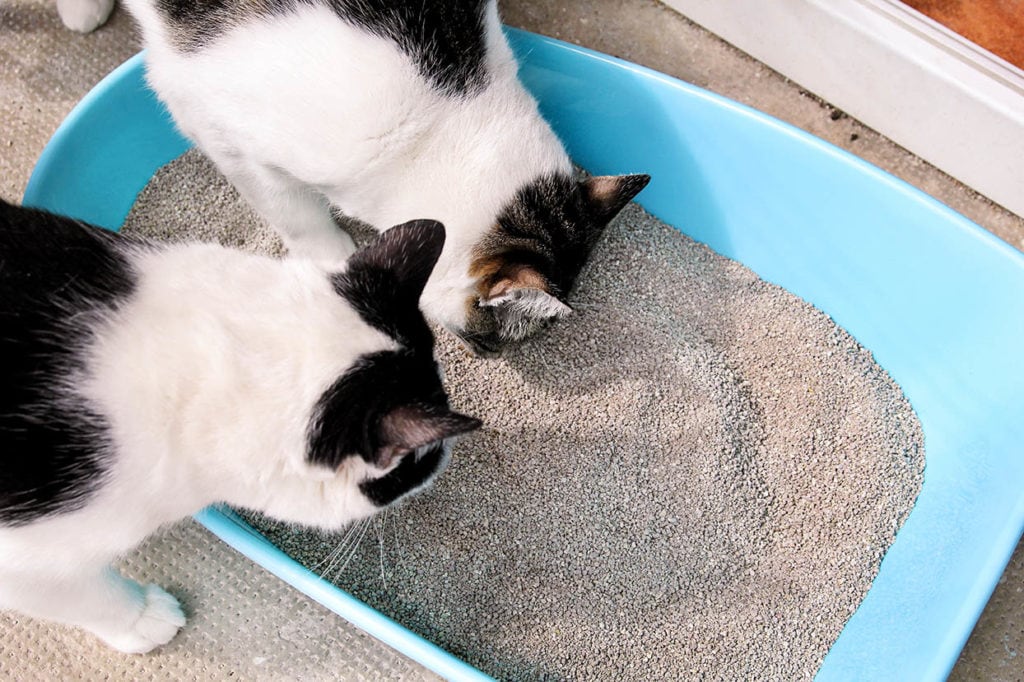 two cats looking at the litter box