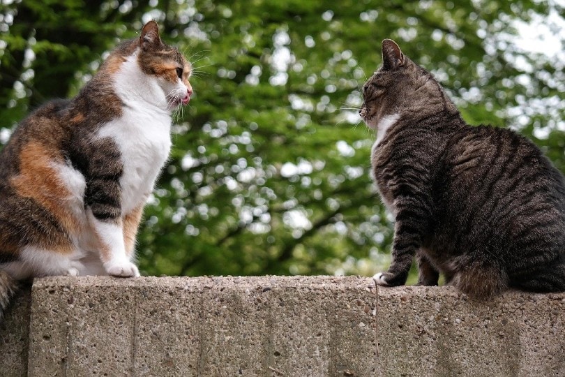two cats on concrete fence