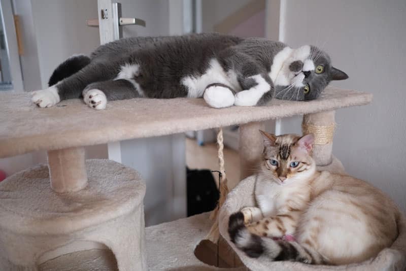 two cats playing on a cat tree