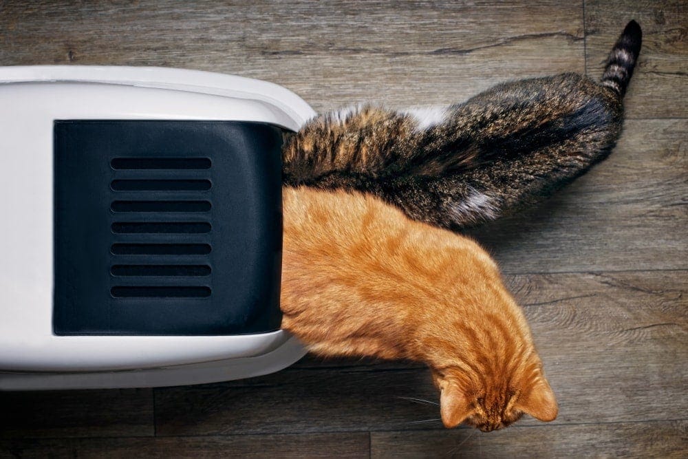 two cats sharing a litter box