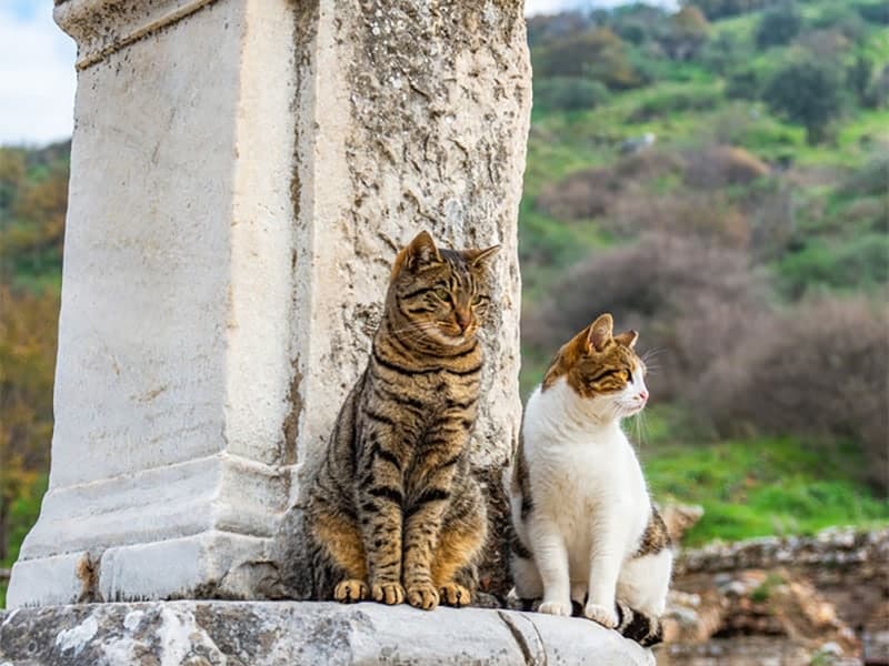 two cats sitting in a ruin column