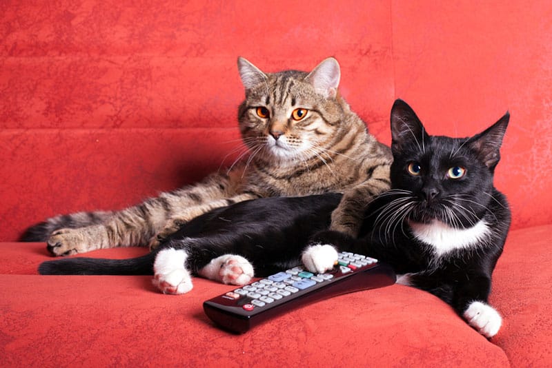 two cats with remote control watching tv