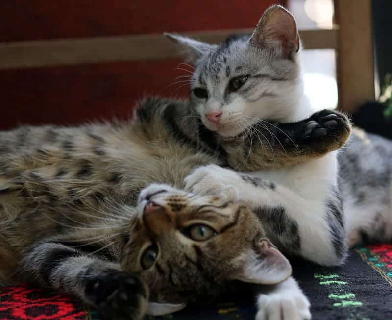 two cats wrestling